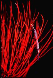 'HIDING IN THE WHIPS' Trumpetfish in red sea whips; Ingle... by Rick Tegeler 